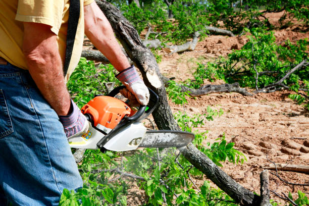 Best Tree Maintenance Programs  in South Dennis, MA